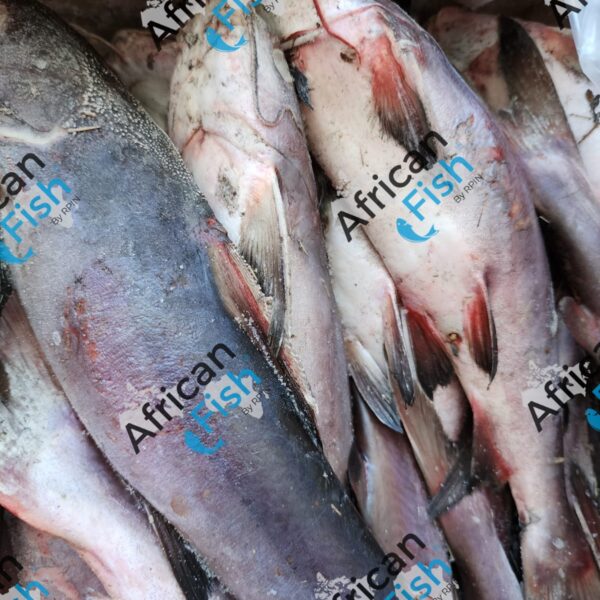 Machoirons : Poisson Chat de Mer