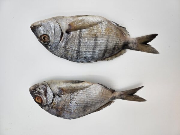 Dorade / Pargo