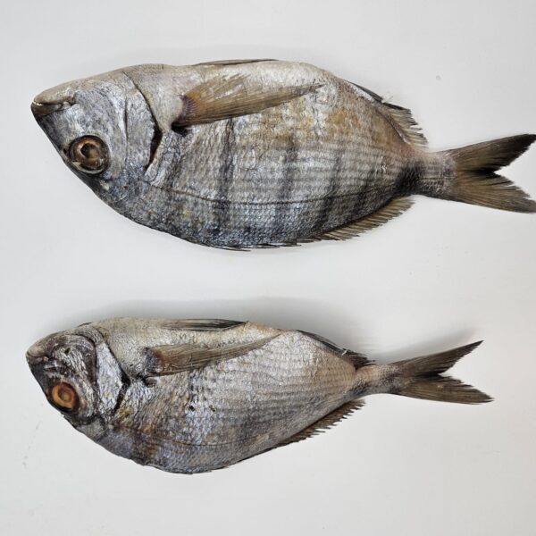 Dorade / Pargo