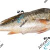 courbine jaune/croaker d'Afrique/ Bar grosse tete