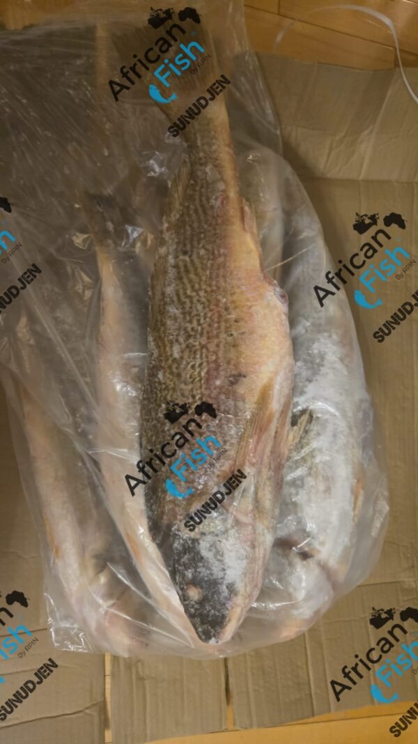 courbine jaune/croaker d'Afrique/ Bar grosse tete