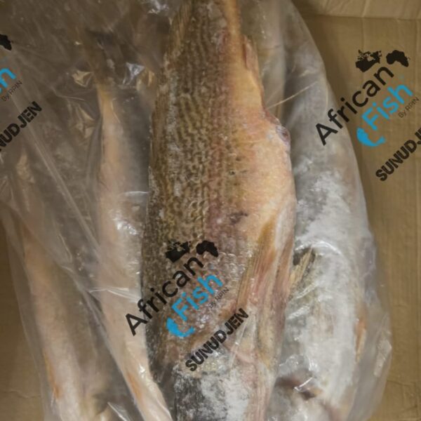 courbine jaune/croaker d'Afrique/ Bar grosse tete