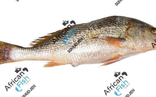 courbine jaune/croaker d'Afrique/ Bar grosse tete