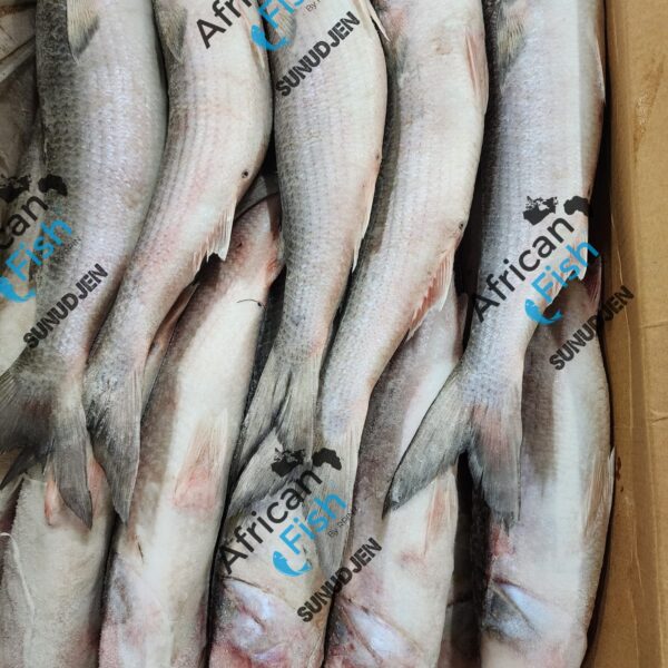 Mullet / Bar espagnol