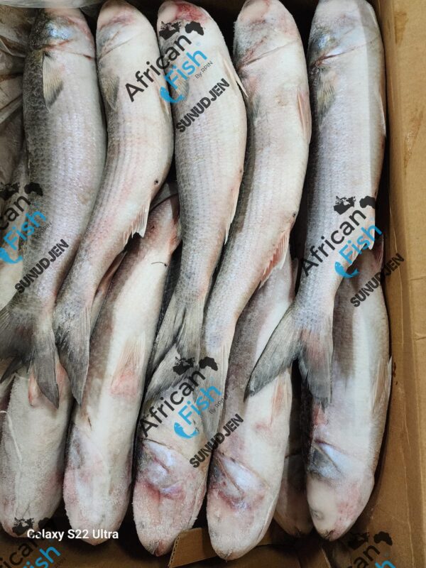 Mullet / Bar espagnol